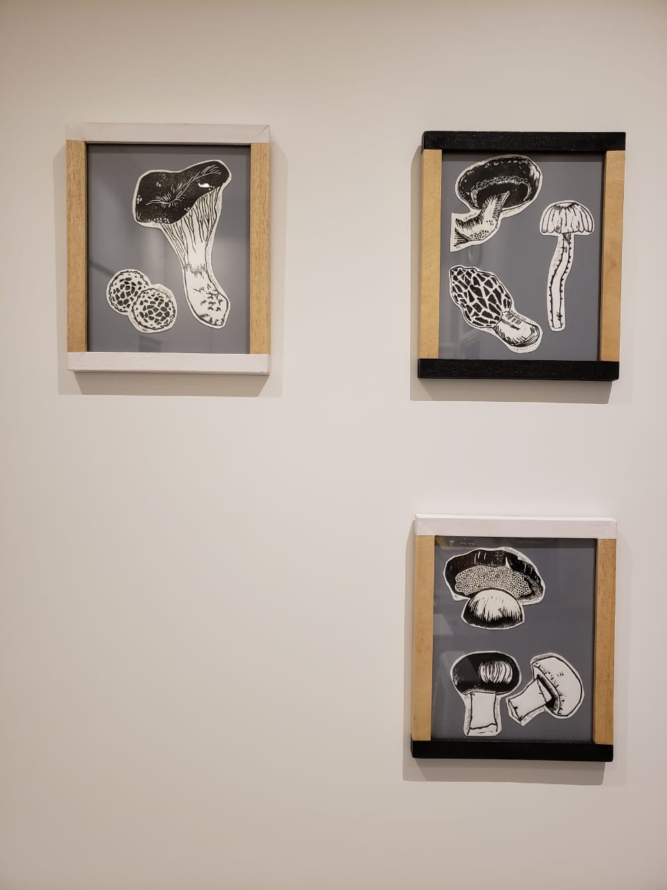Mycology Series