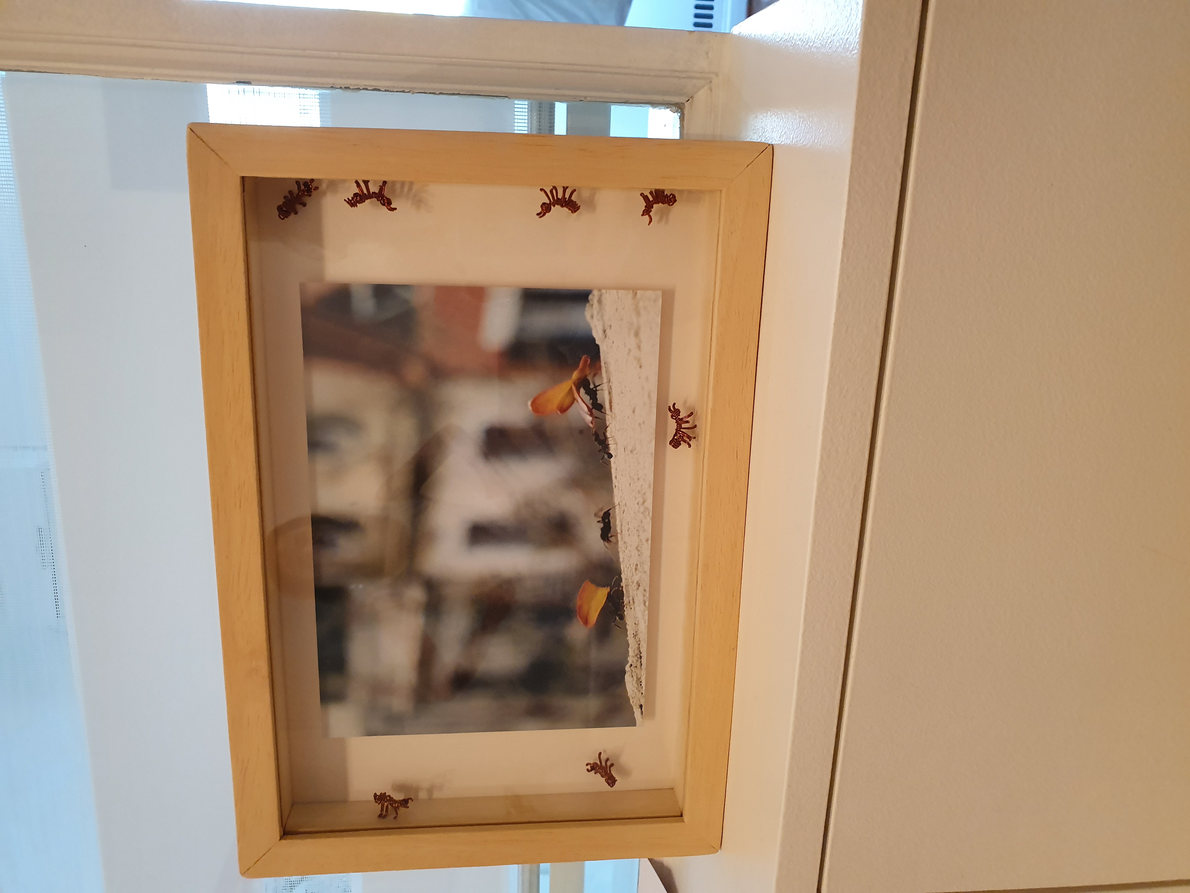 Urban Ant Ritual